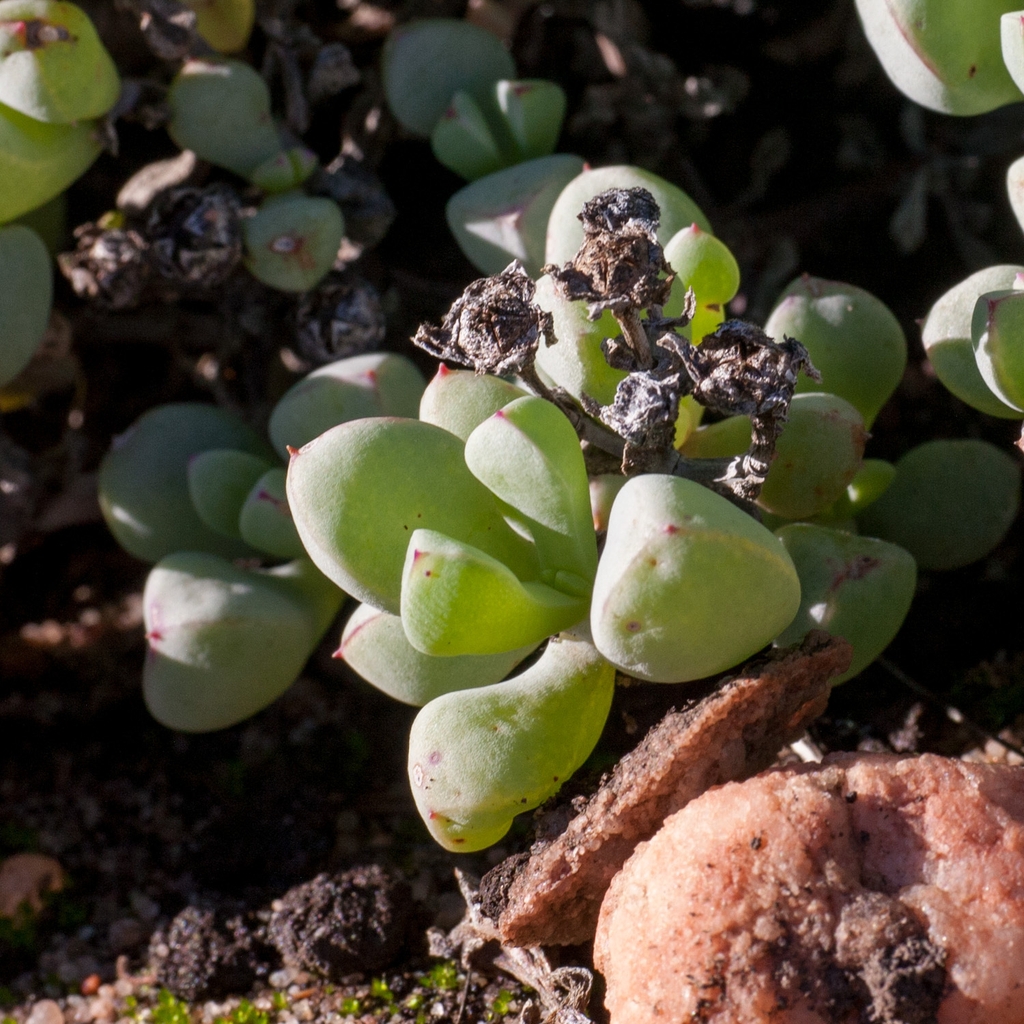 Leaves and fruit in November in West Coast County, South Africa
