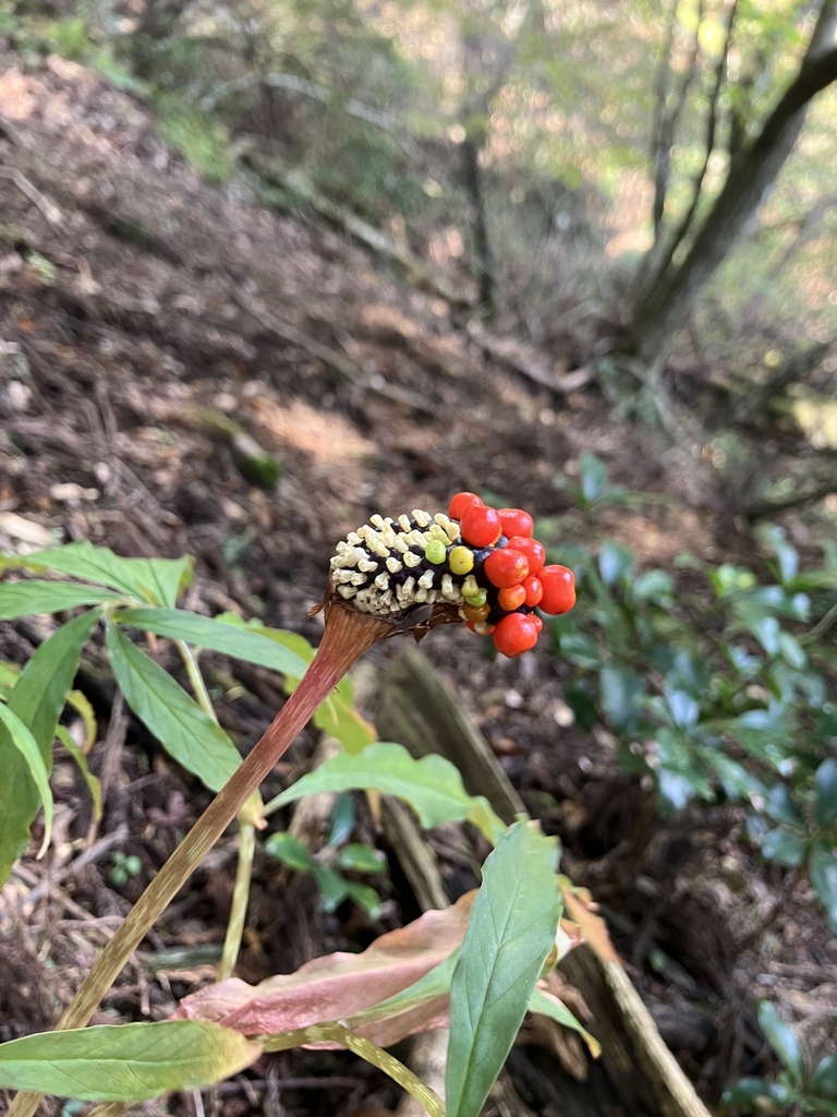 Close-up of the spadix bearing red berries.