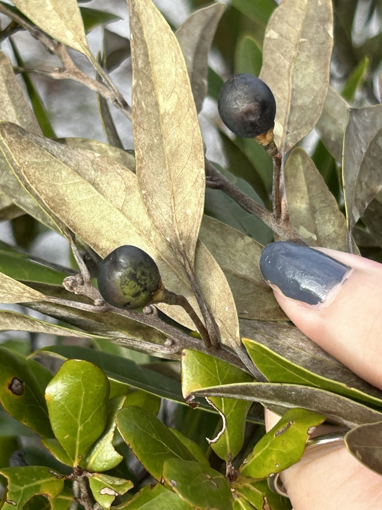 close-up of foliage and blackish, globose fruits