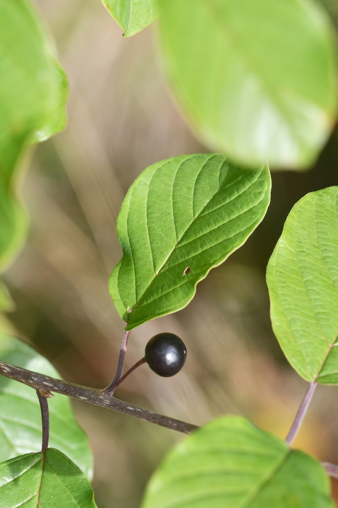 Fruit in October in Alsace, France