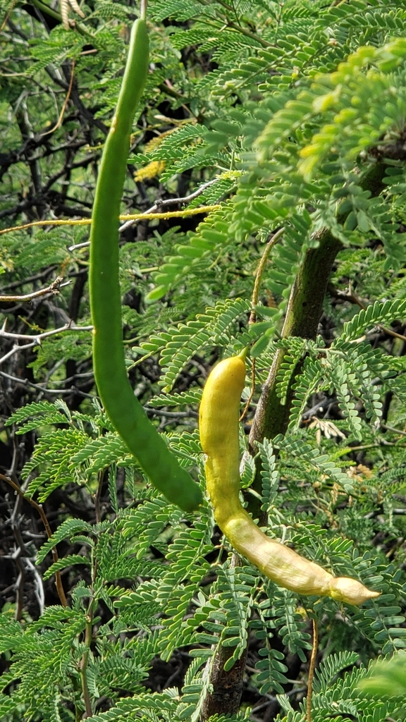 Fruit in October in Hawaii County, Hawaii