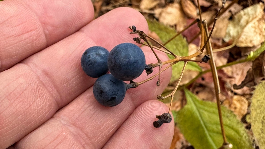 Fruit in October in Lake County, Minnesota