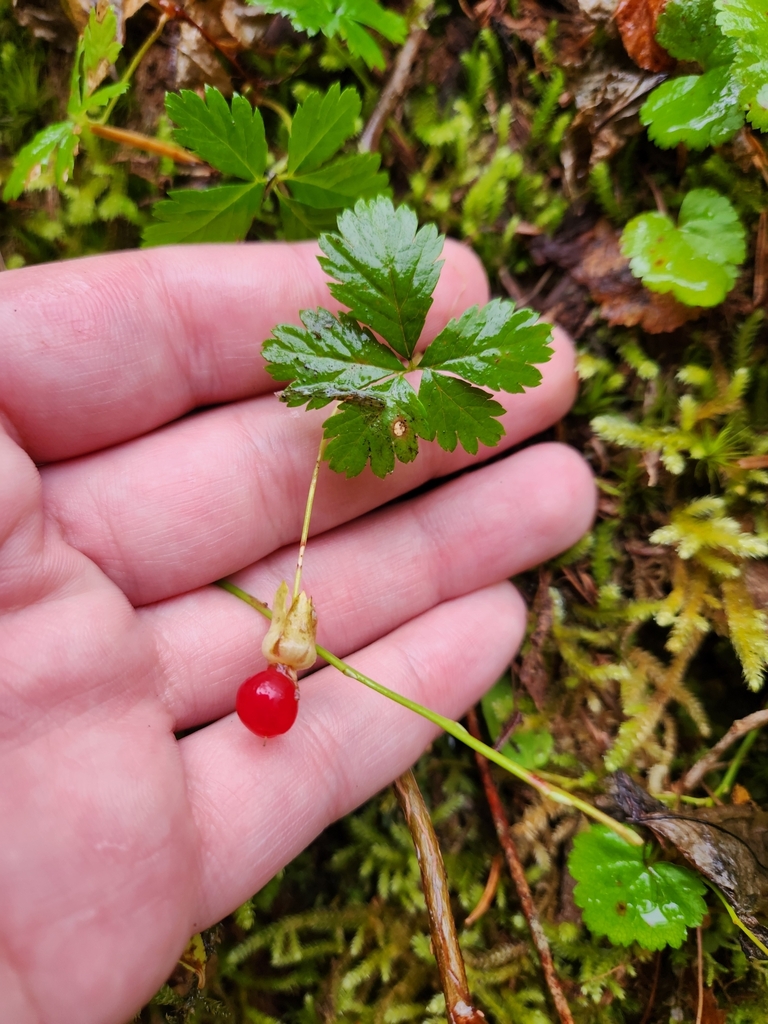 Fruit in October in Pierce County, Washington
