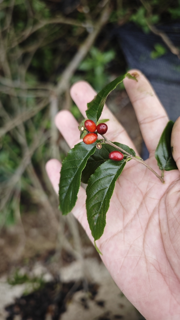 Fruit in September in Zhejiang, China