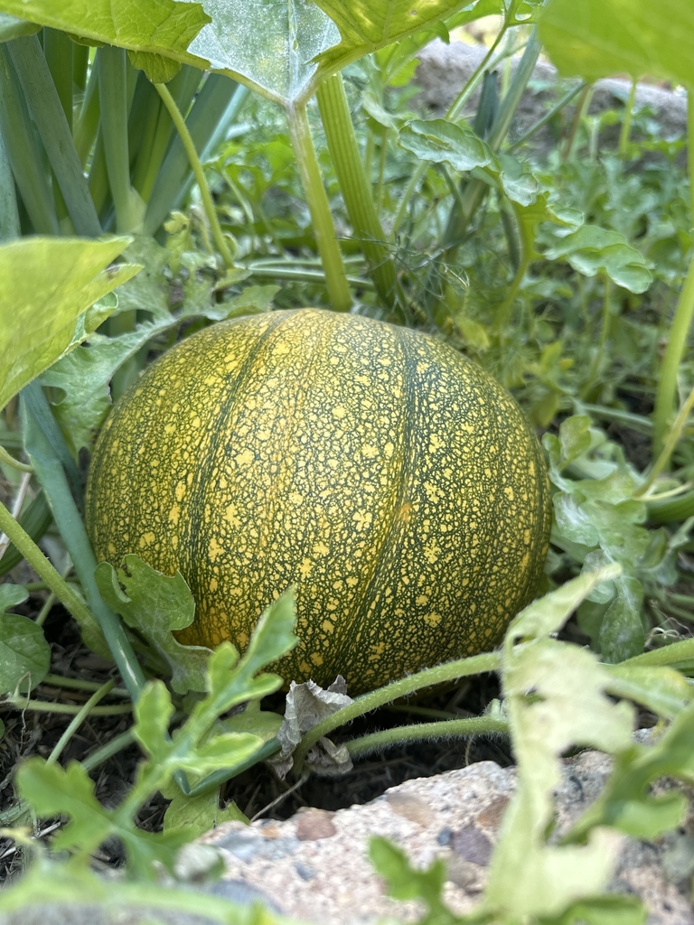 Fruit in September in Flagstaff, Arizona