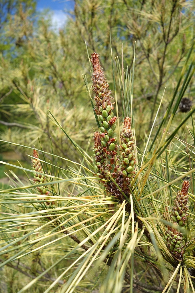 Light green fruit beads on branch tips in May in Philadelphia