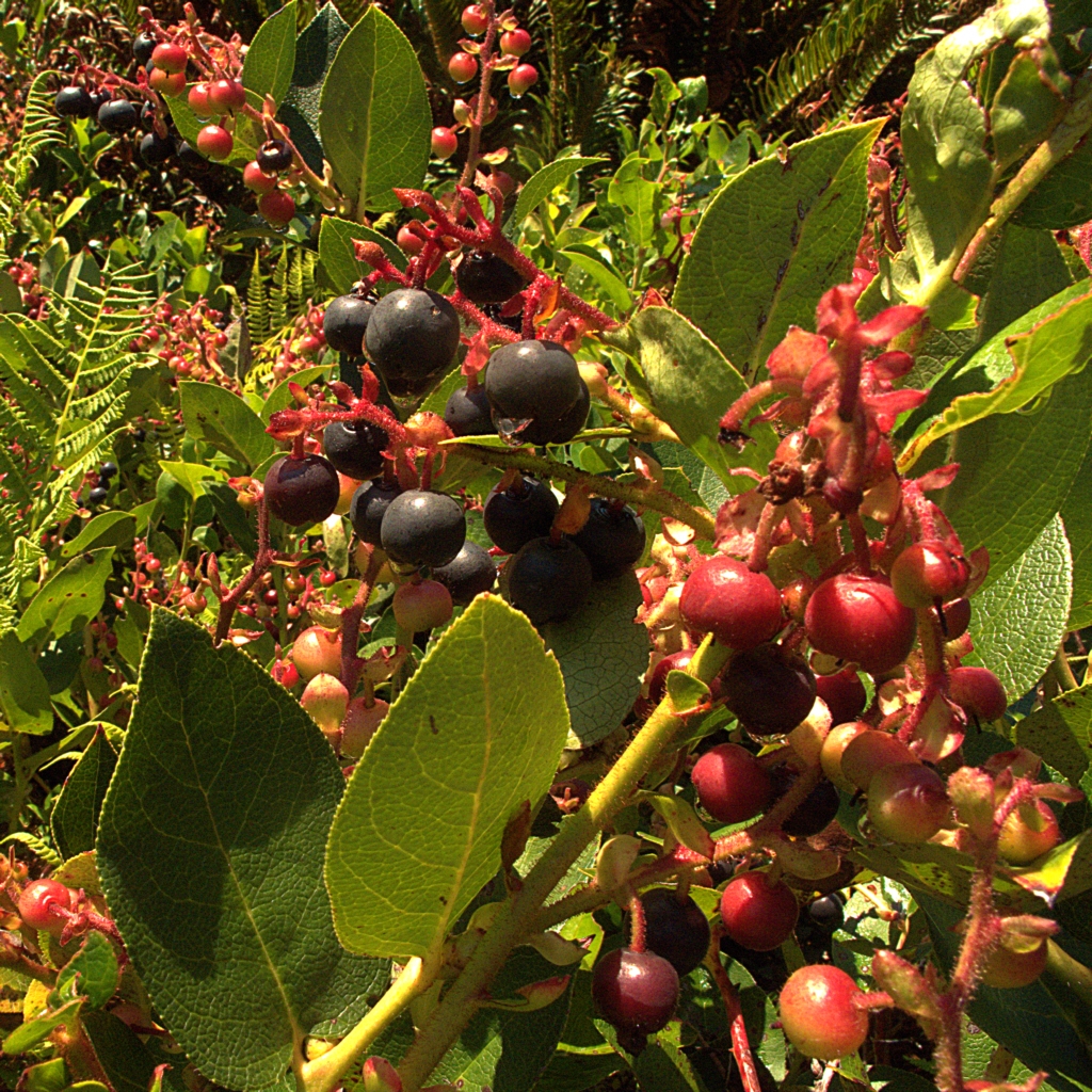 Fruits of G. shallon