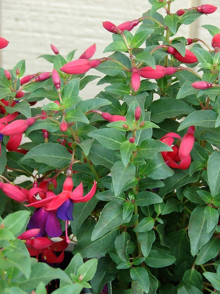 Fuchsia x hybrida
