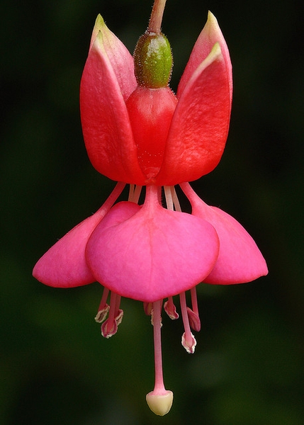 Fuchsia x hybrida