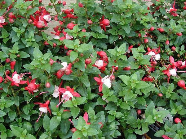 Fuchsia x hybrida