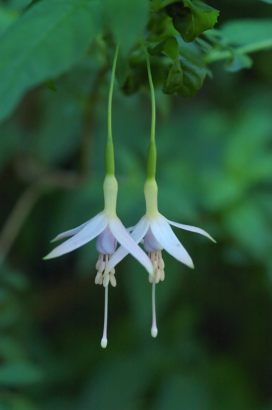 Pendulous white flower.