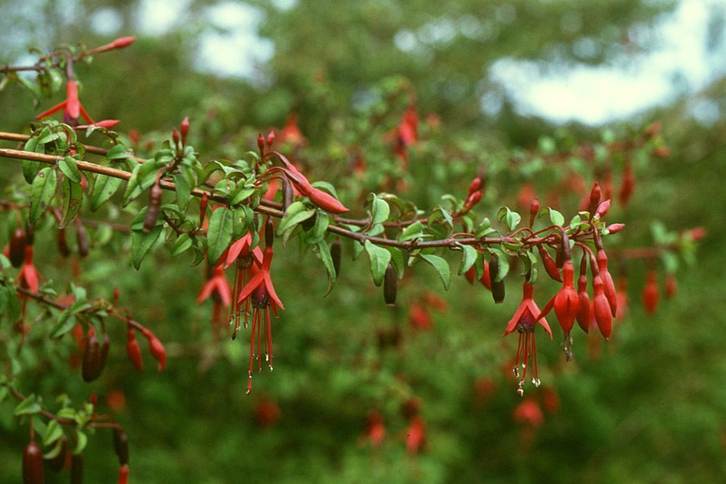 flower and leaves