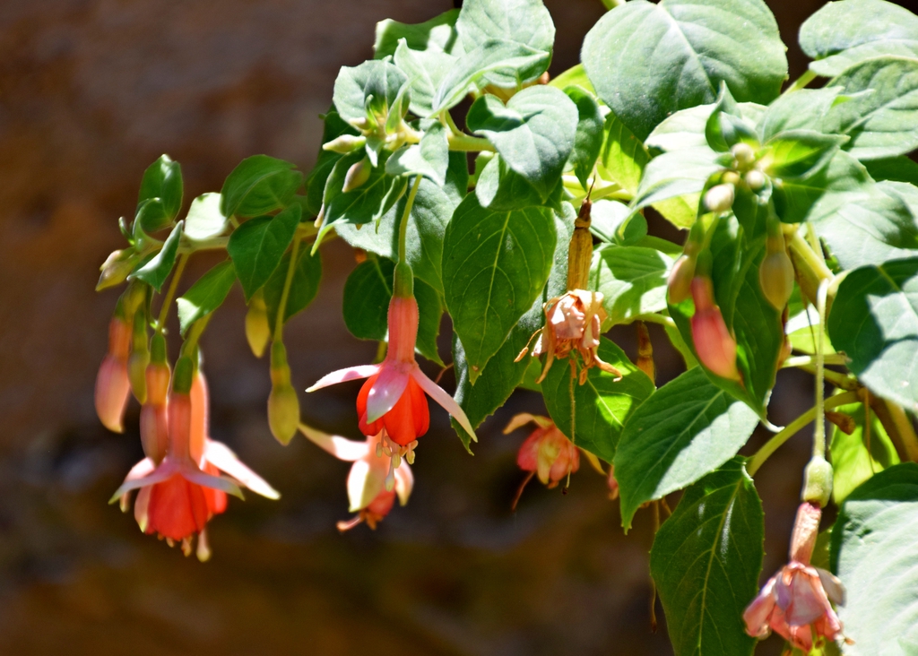 flower and leaves