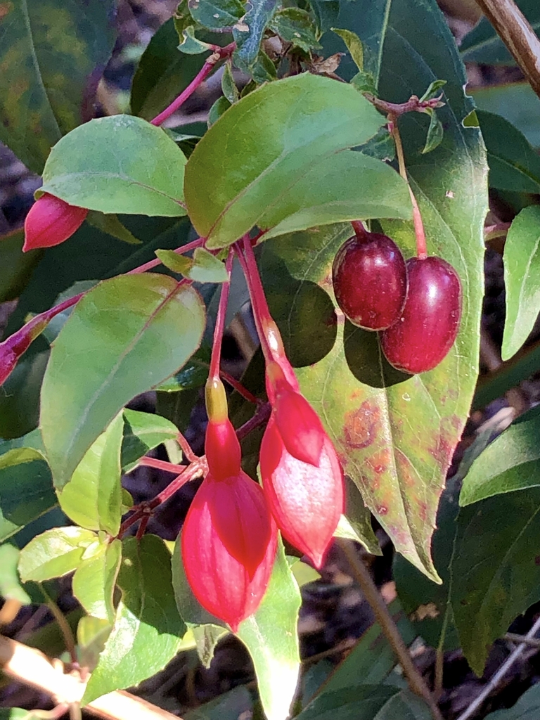 Flower Buds & Berries - Nov. 8 - Wake Co., NC
