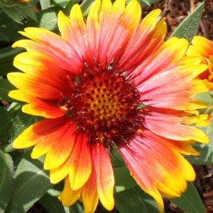Gaillardia 'Arizona Sun'