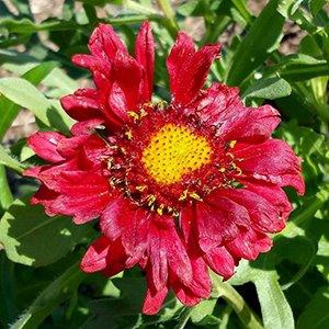 Gaillardia 'Burgundy'