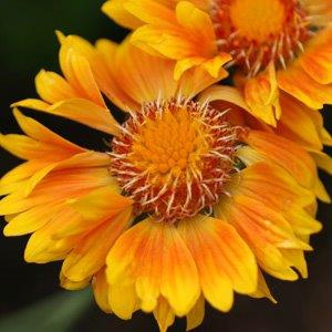 Gaillardia 'Oranges and Lemons'