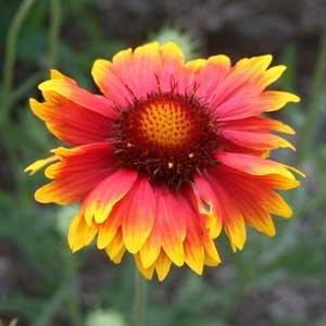 Gaillardia 'Torchlight'