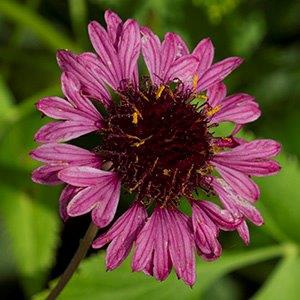 'Grape Sensation'  cultivar has purple flowers