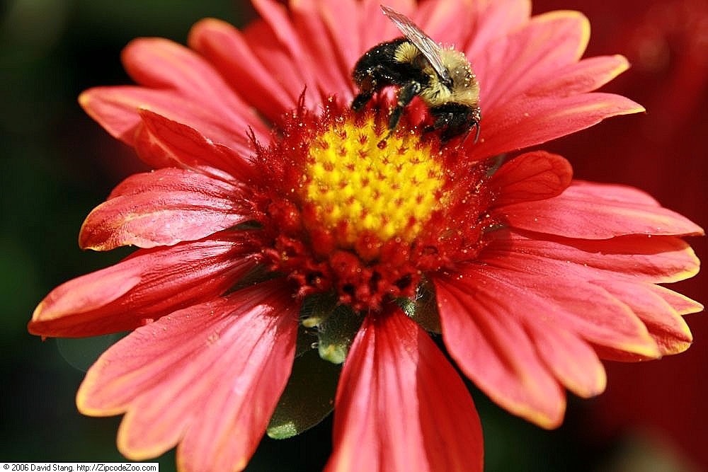 Flower of 'Burgandy'