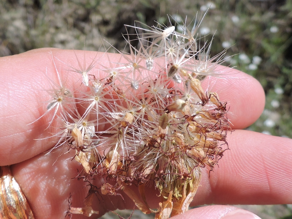 Seeds