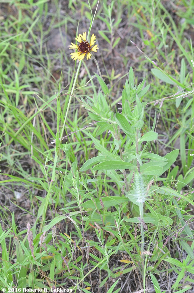 Form