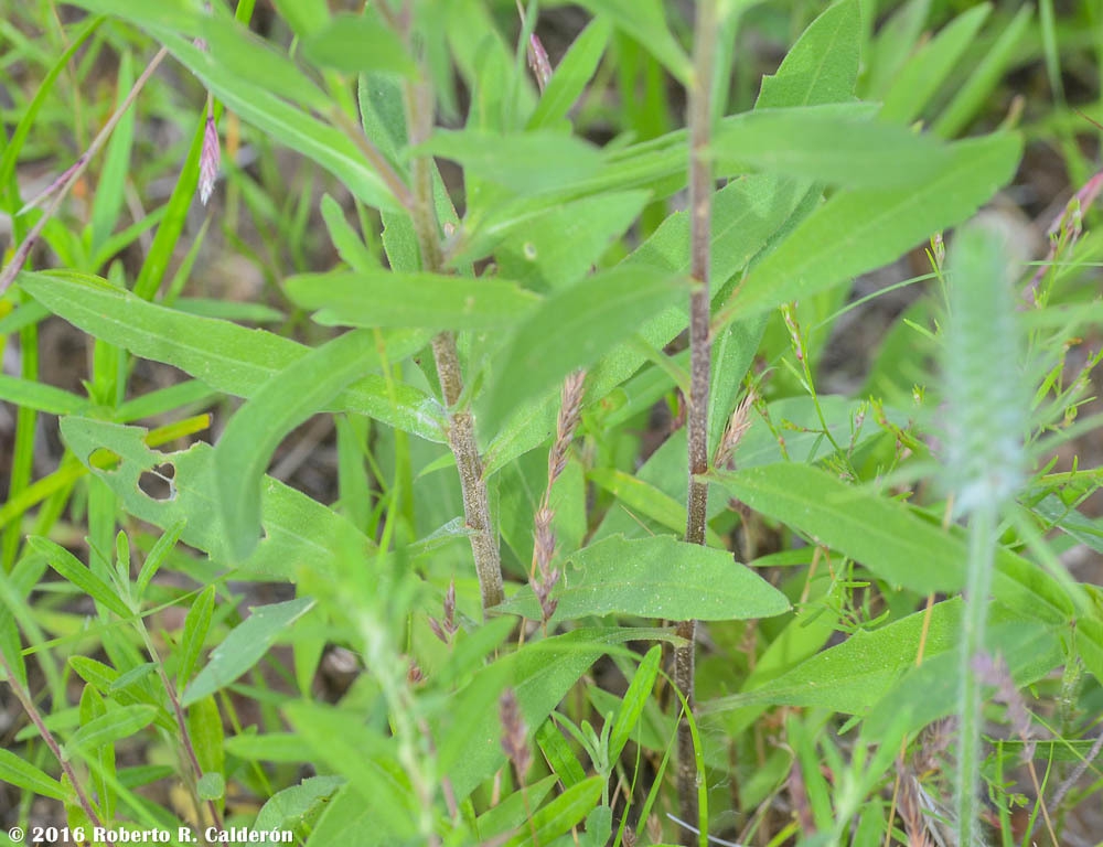 Stems and leaves
