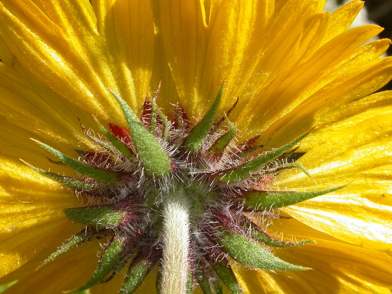 Narrow, hair-tiped bracts subtending the inflorescence.