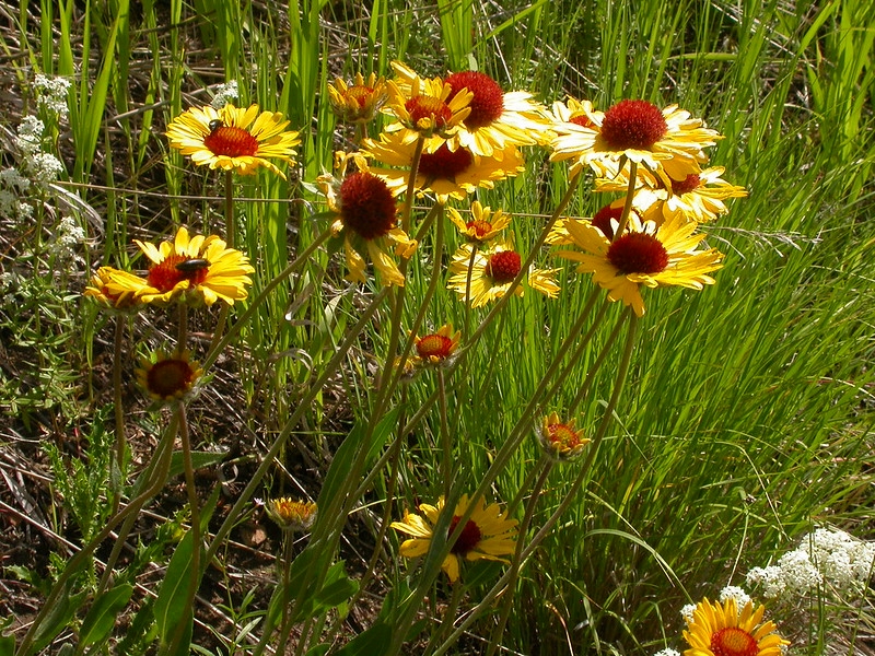 stand of yellow daisy flowers with dark red eyes.