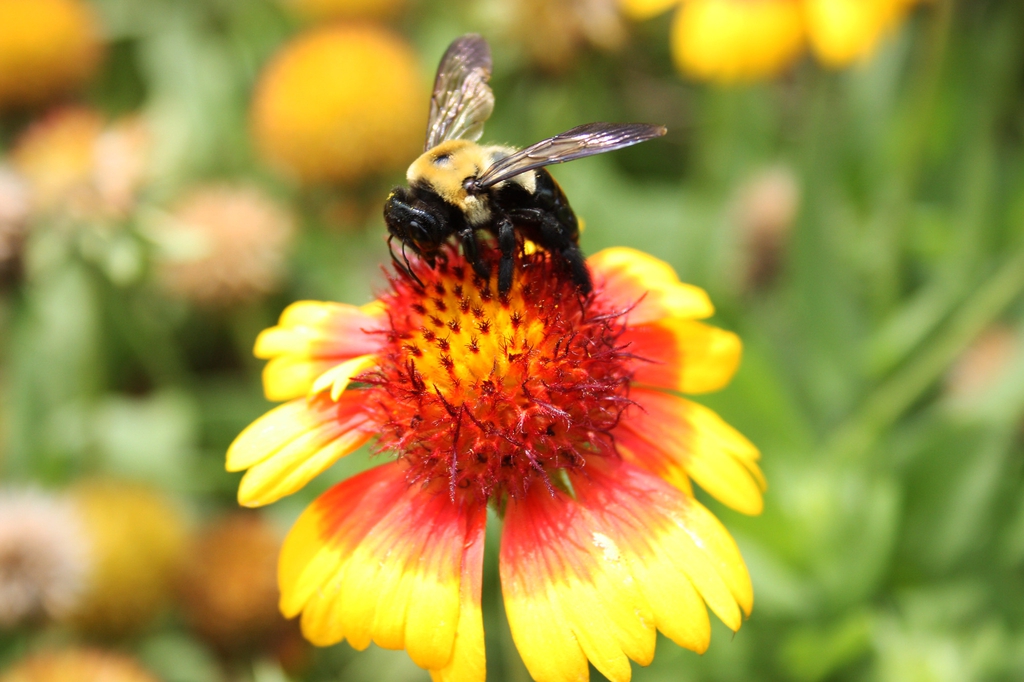 Bee on flower