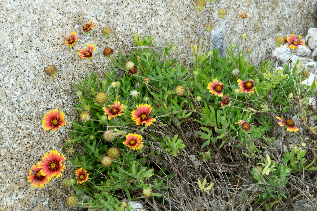 Form
