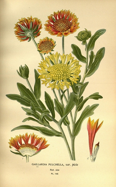 Gaillardia pulchella