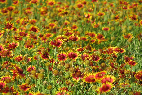 Gaillardia pulchella