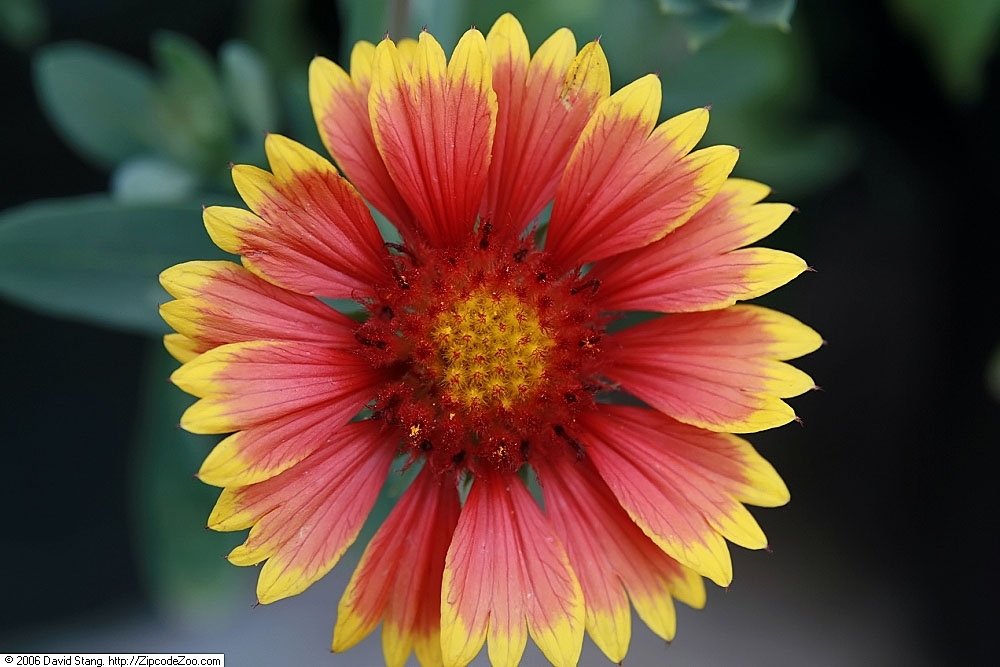 Closeup of flower-'Arizona Sun'
