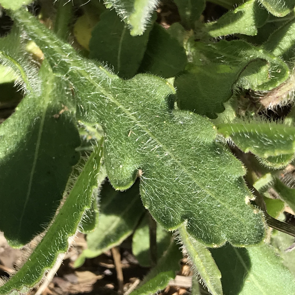 Lower leaf shape