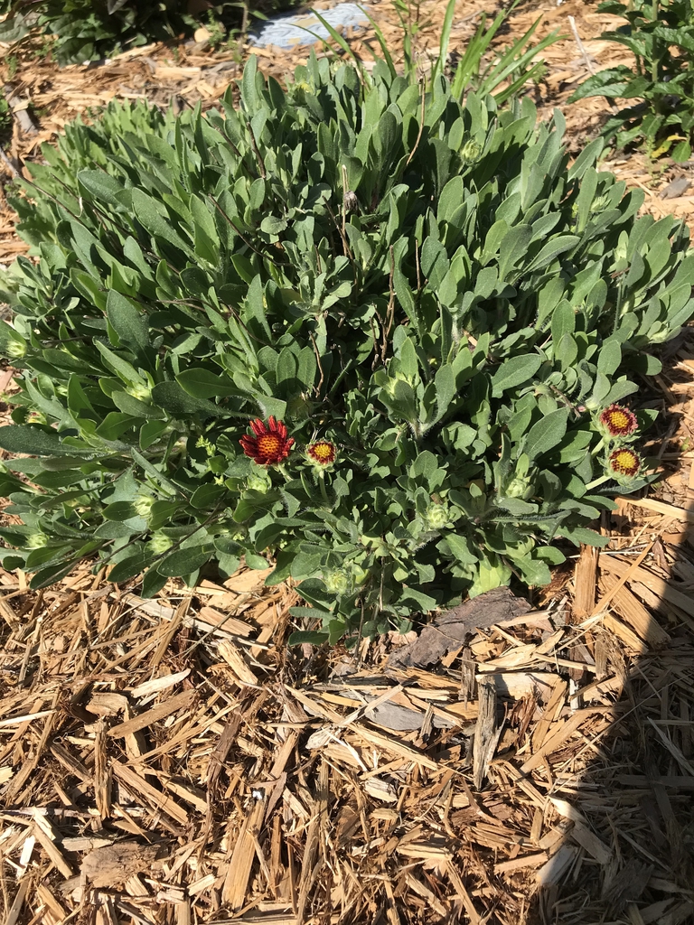 Spring form