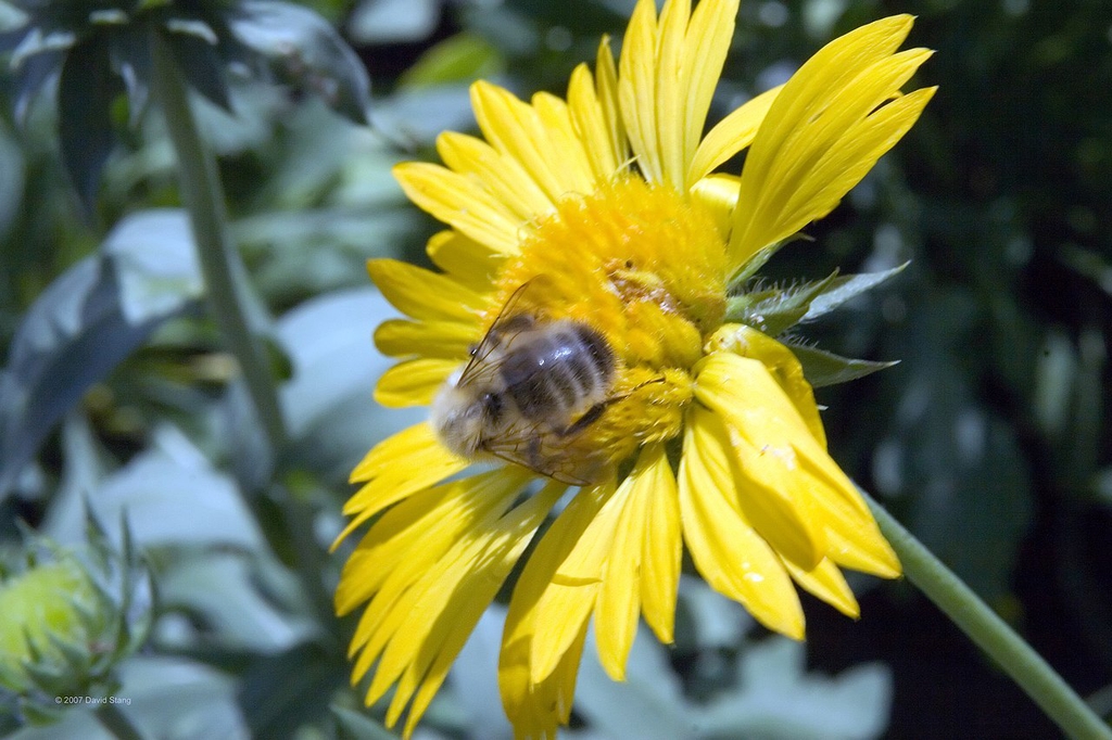 Flower of 'Golden Goblin'