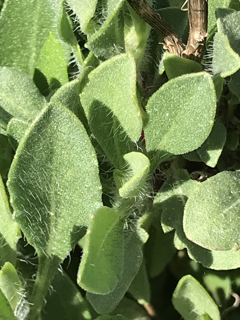 Upper leaf closeup