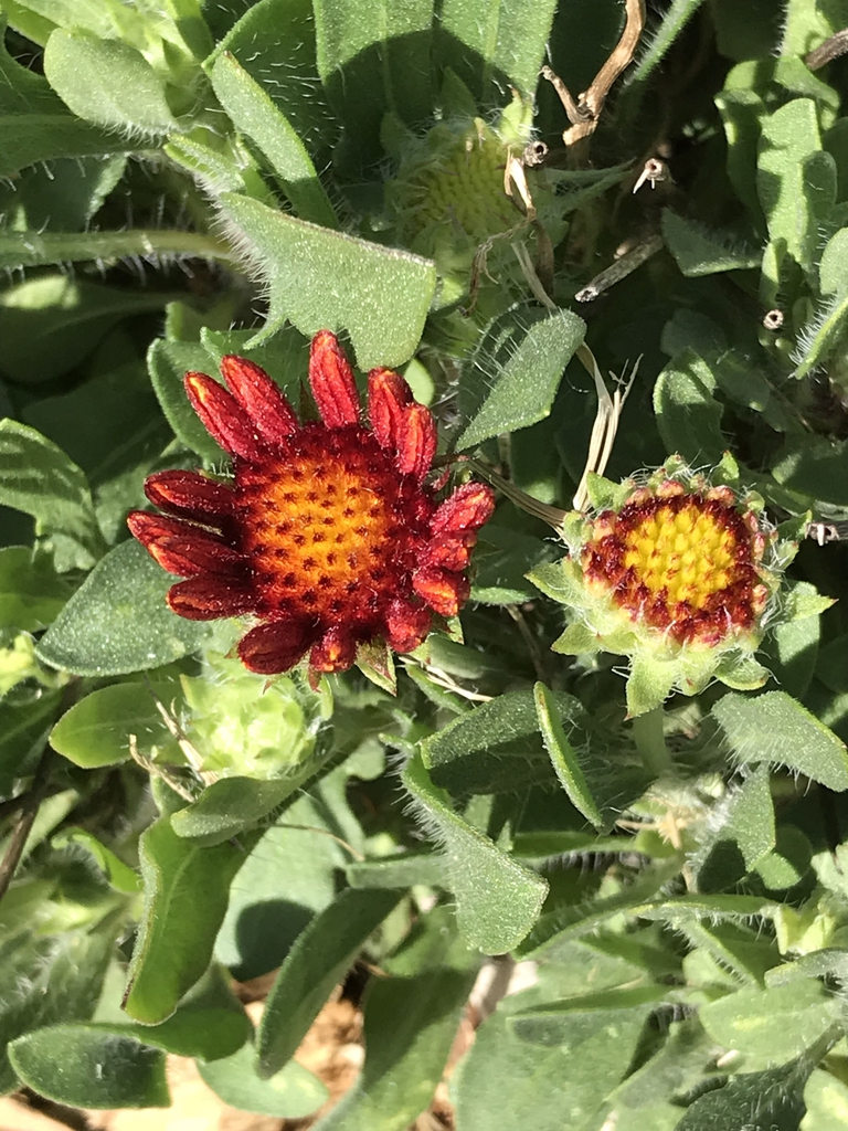 Flower buds