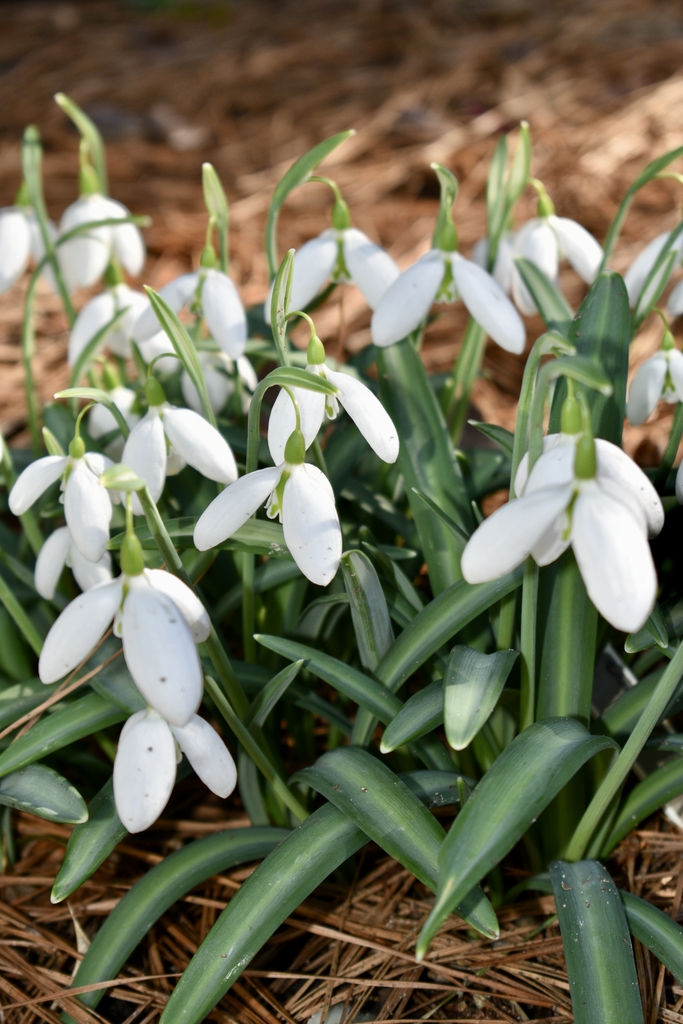 bulb flowers known as snowdrops nodding bells