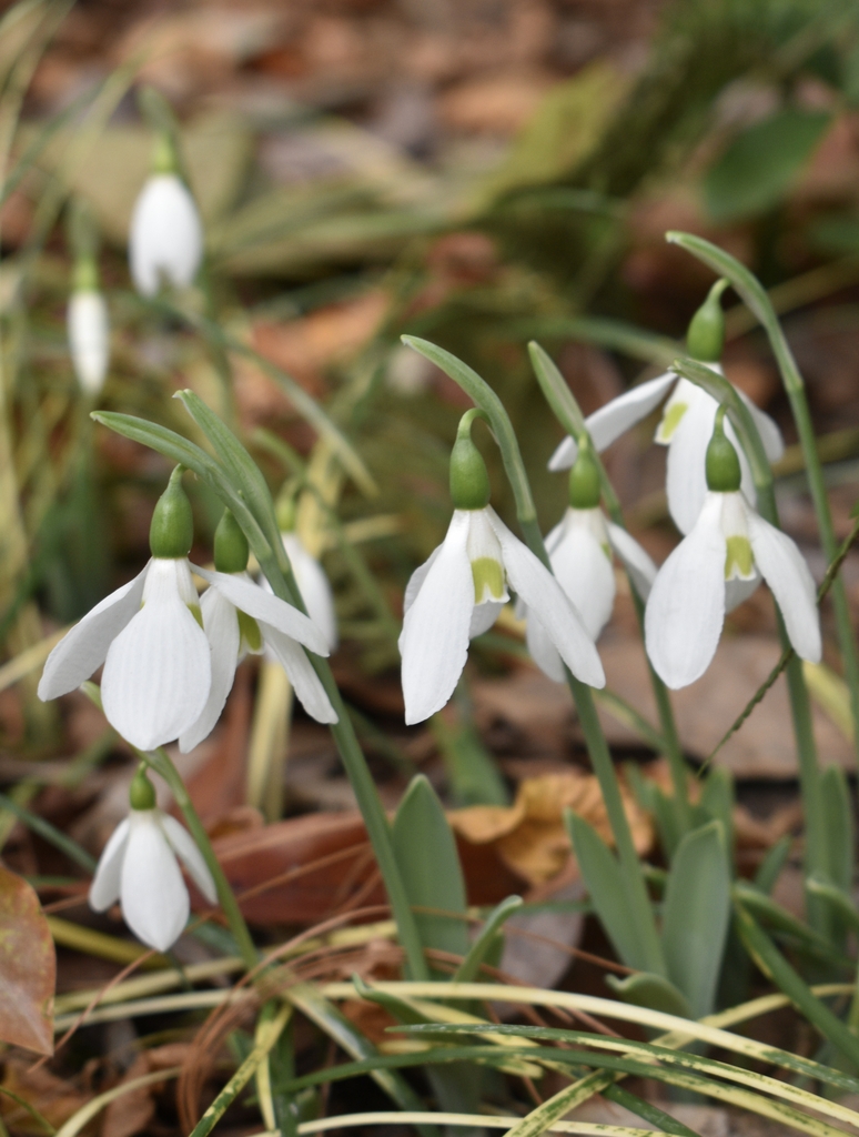 Drooping white petalled flowers with bell shaped calyx