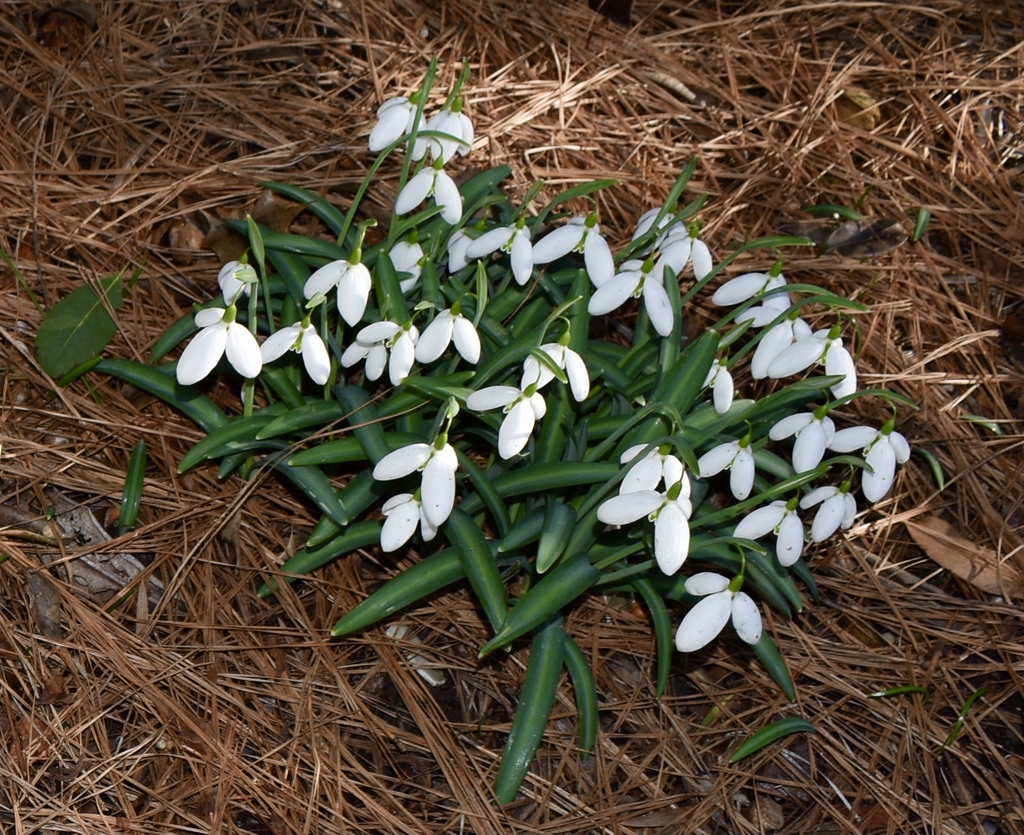 snowdrops bulbs that bloom in February