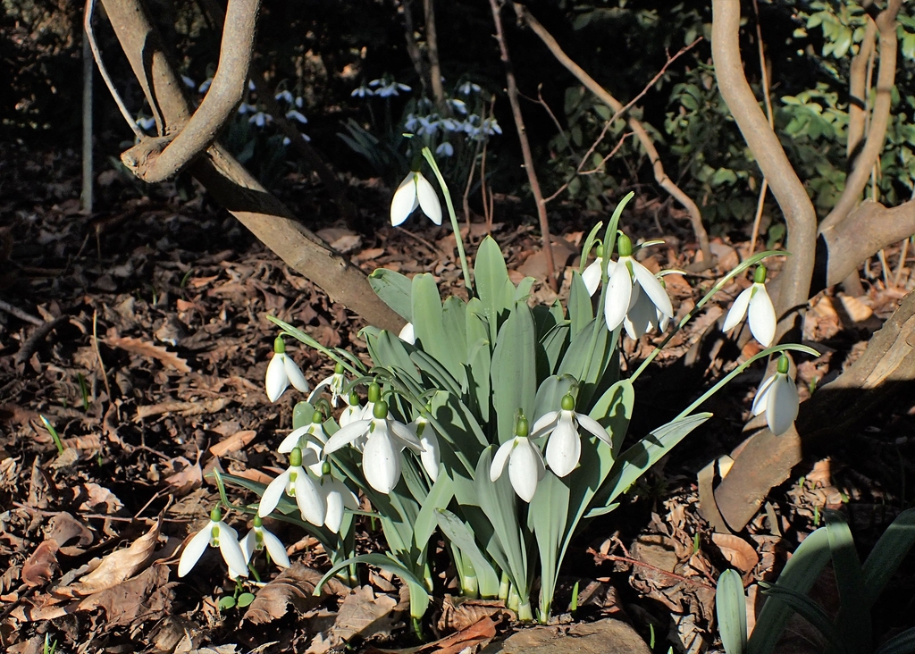 Form in bloom