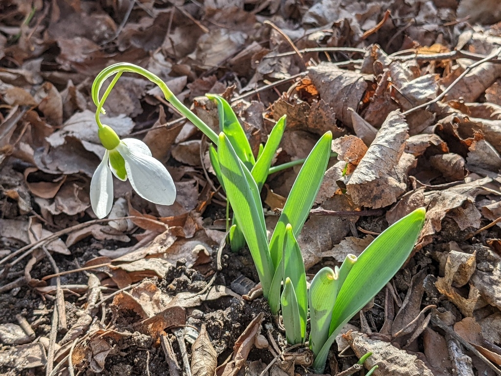 Leaves and flower