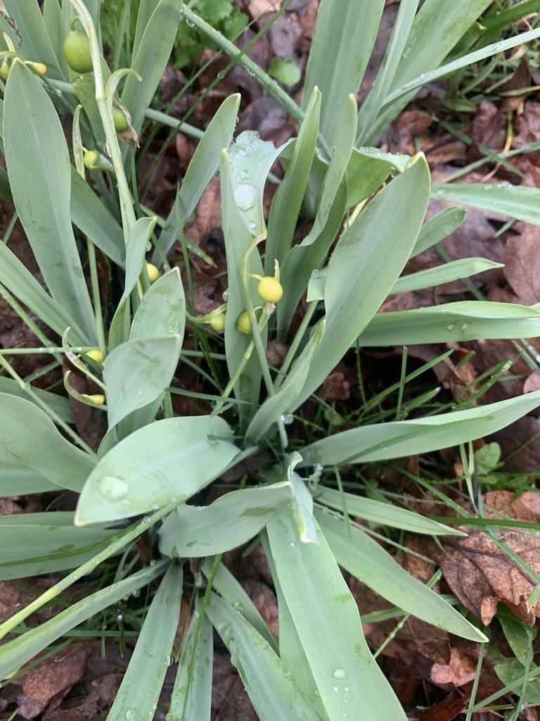 Leaves