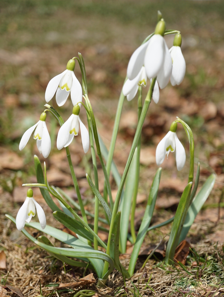 Blooming Plant