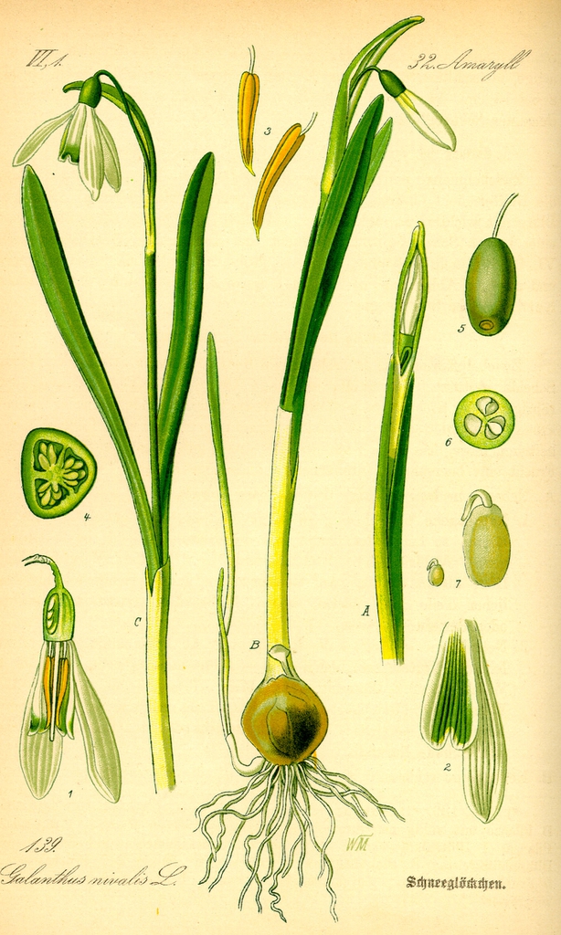 Botanial Illustration