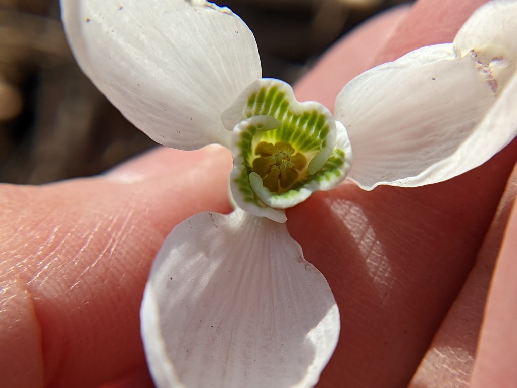 Center of flower