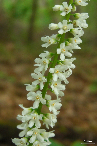 Galax urceolata