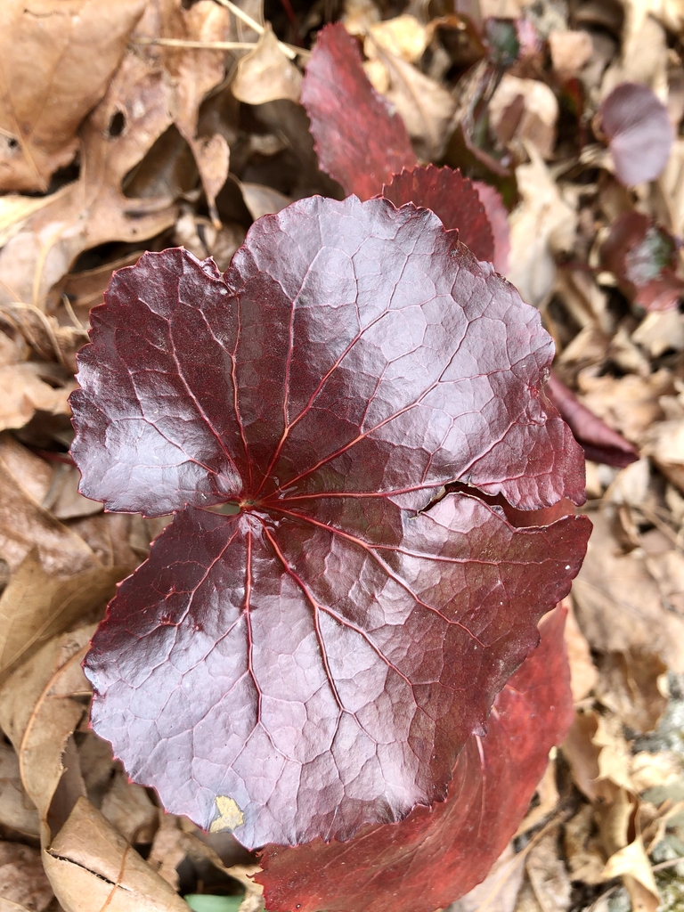 Galax urceolata